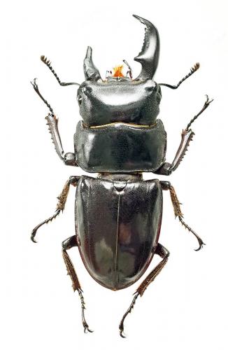 Réf. 192 650 : Serrognathus platymelus platymelus